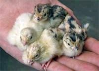 chicks on hand.jpg